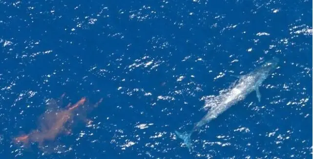 鲸鱼之屎,一个庞大的奇迹是什么，鲸鱼之屎,一个庞大的奇迹