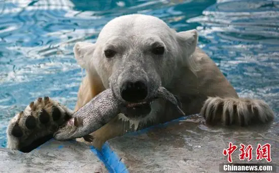 北极熊游泳视频，北极熊游泳的姿势是什么样的