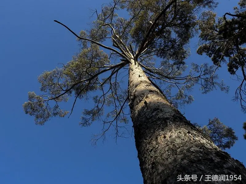 「美人松」长绿乔木，高25-30米直径25-40厘米