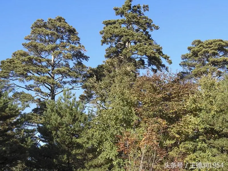 「美人松」长绿乔木，高25-30米直径25-40厘米