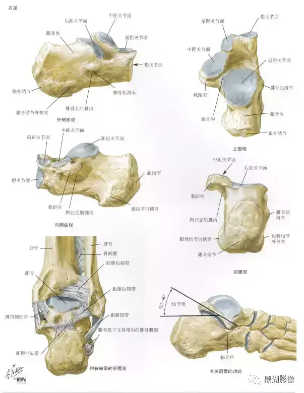 足的x线解剖，足部x线解剖图片