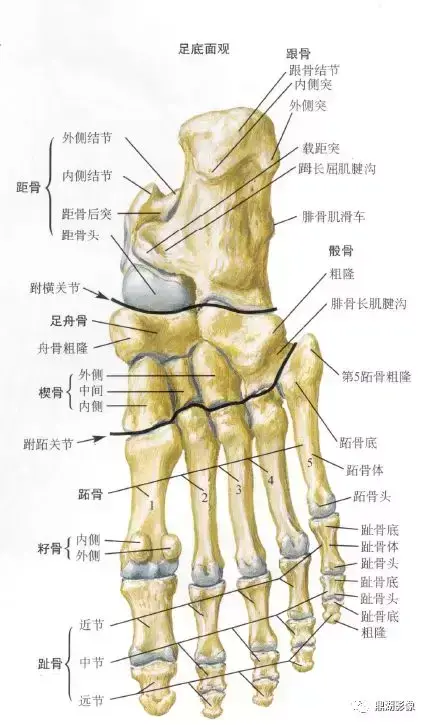 足的x线解剖，足部x线解剖图片