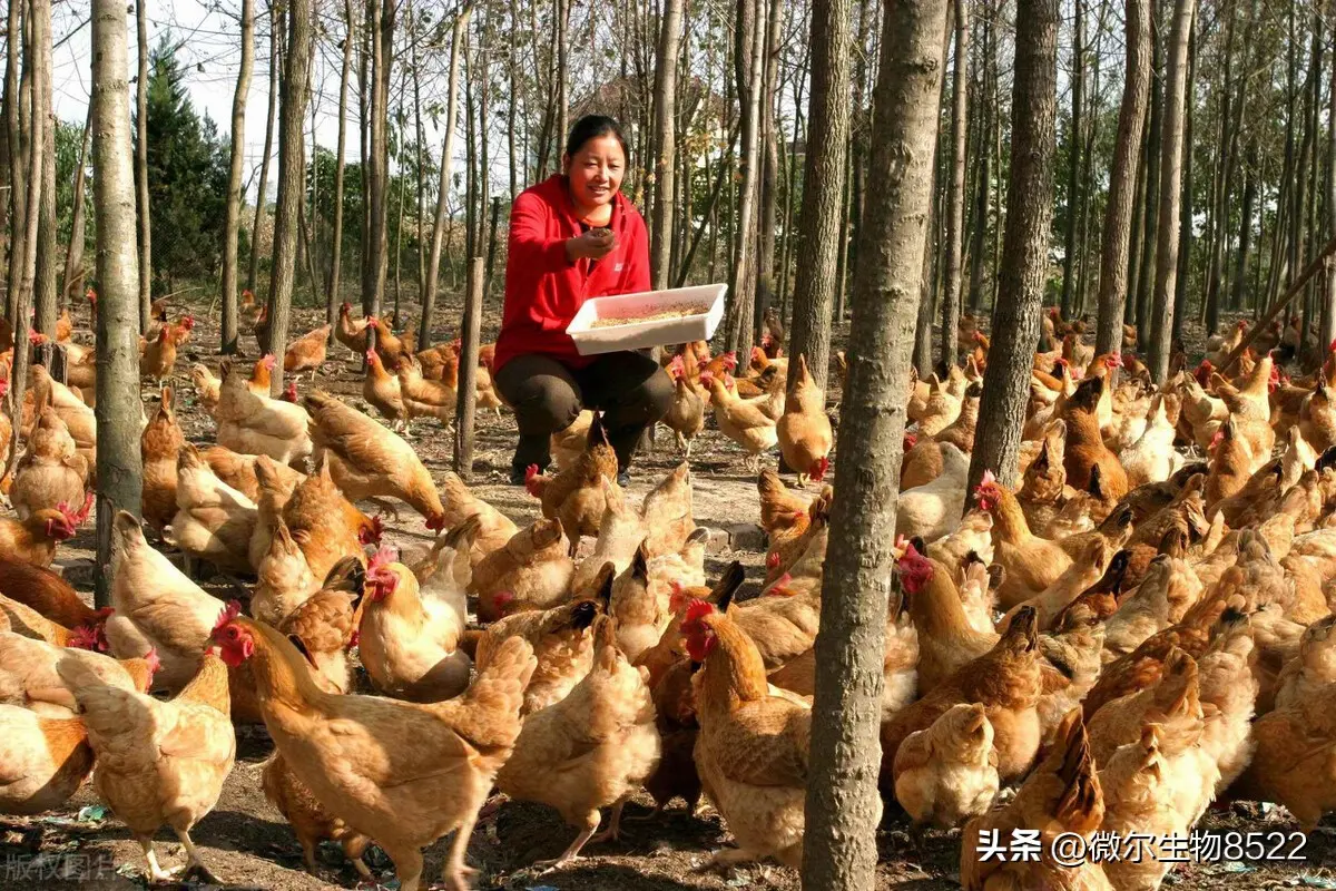 农村有些养殖户喂鸡的时候，为什么要加入“松针”?有什么好处?