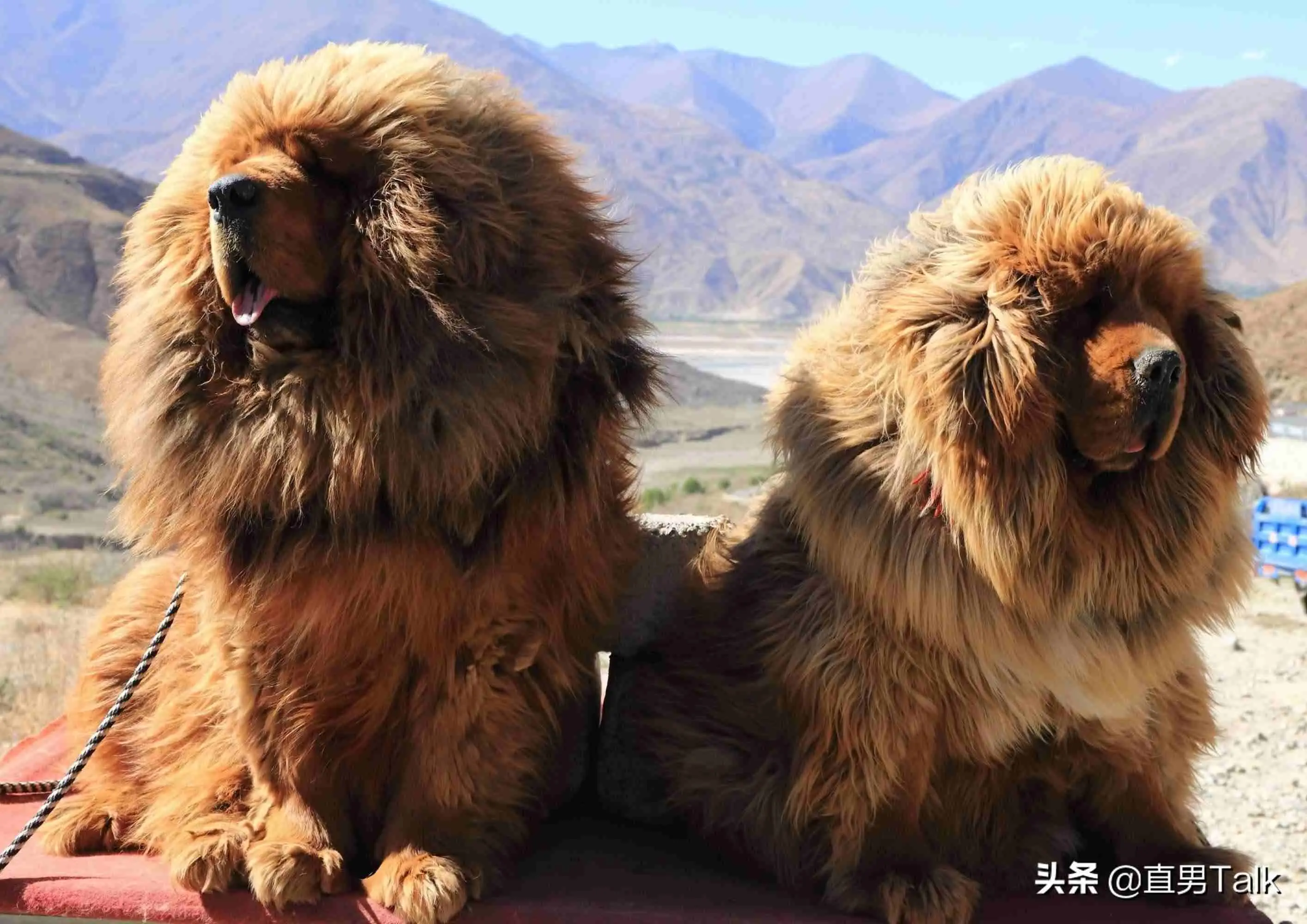 藏獒价值千万，藏獒经济泡沫破灭:从一只换北京两套房到成为流浪狗