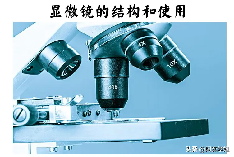 显微镜的结构和使用方法的实验报告，显微镜的结构和使用方法