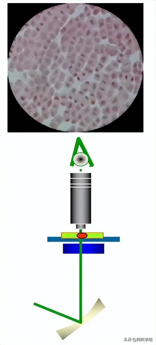 显微镜的结构和使用方法的实验报告，显微镜的结构和使用方法