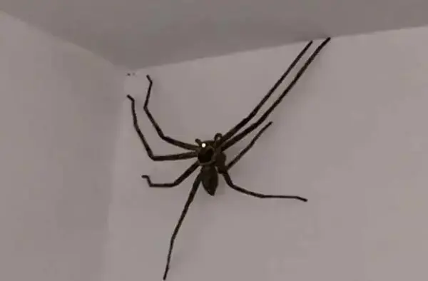 白额高脚蛛：室内最大的蜘蛛(堪称蟑螂的克星)